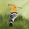 hoopoe