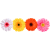 Gerbera