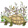 tortue
