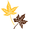 Maple, autumn, leaves, maple leaves