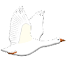 Goose vol