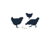 pecking chickens