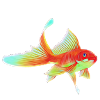 Goldfish
