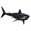 Shark