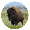 Buffalo bull Cow Bison Jerky