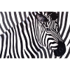 Poster Zebra 90x60 landscape