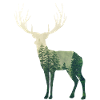 Deer forest