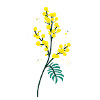 Little Flowers - Mimosa