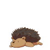 Hedgehog