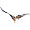 Bird of prey, red kite, marsh harrier, king's consecration