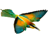 Bee-eater bird