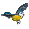 Blue tit bird