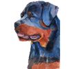rottweiler - F