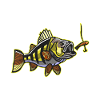 Perch & Egli fishing