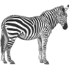le zèbre