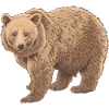 Ours de Kodiak