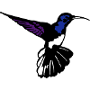 colibri
