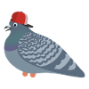 Cool Pigeon Friend