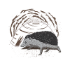 Hedgehog