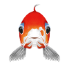 Koi Fish