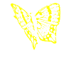 butterfly, butterfly