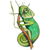 green chameleon