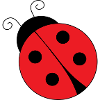 ladybug