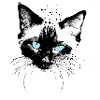 Siam Katze