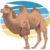 Camel