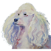 poodle standard white