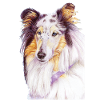 Collie bluemerle