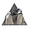 Liebevolle Pinguine - Liebe zu Vögeln