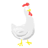 Poulet poulet poussin