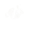 Chinchilla rodent