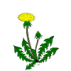 Löwenzahn Pusteblume