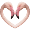 Flamingo Heart