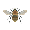 Bee, wasp, bumblebee polygon geometric