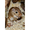 gerbil