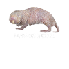 Nøgne mole muldyr