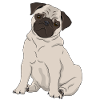 Mops Hund