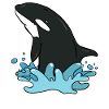 killer whale