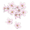 Cherry blossoms