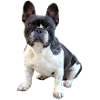 FRENCH BULLY French Bulldog