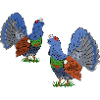 Fascinating Capercaillie Duo Illustration