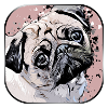 pug