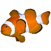 fisch1