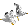 gull