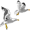 Möwen im Flug Design