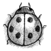 ladybug