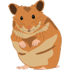 Hamster - Golden Hamster - Hamster - Pet